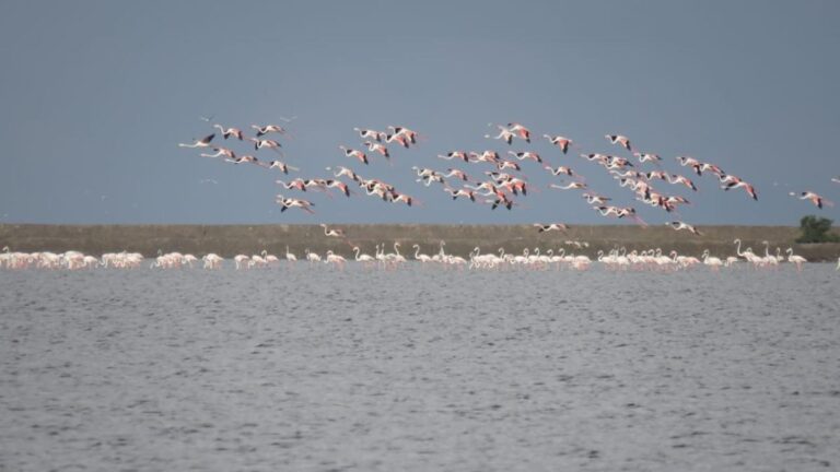 Two bird sanctuaries in Tamil Nadu part of first-of-its-kind ICMR study to track zoonotic diseases