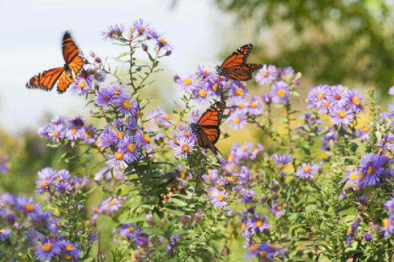 Research shows 22% fall in numbers of butterflies in contiguous United States – Telegraph India