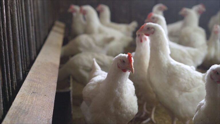 Bird flu: Centre makes registration of poultry farms mandatory, calls for amping up surveillance – Nagaland Tribune