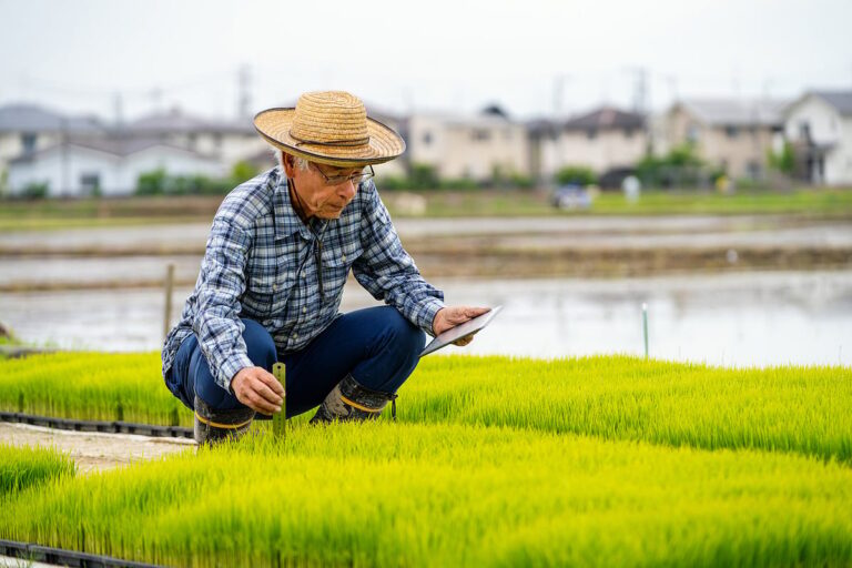 Rice crisis in Japan nudging government to consider using staple crop in tariff negotiations with United States