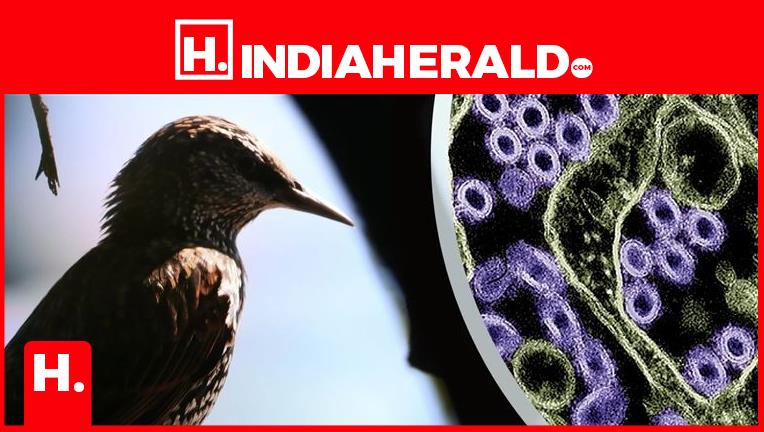 H5N1 Virus Outbreak Spreads To All 50 States In USA – Triggers Global Alert Like COVID