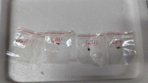 How deadly is the fungus that 2 Chinese nationals tried to smuggle into US?