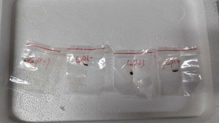 How deadly is the fungus that 2 Chinese nationals tried to smuggle into US?