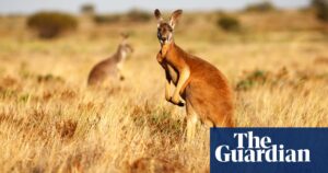 Wild kangaroo harvests are labelled ‘needlessly cruel’ by US lawmakers – but backed by Australian conservationists