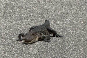 Look: Firefighters find alligator wandering in traffic in South Carolina