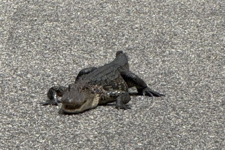 Look: Firefighters find alligator wandering in traffic in South Carolina