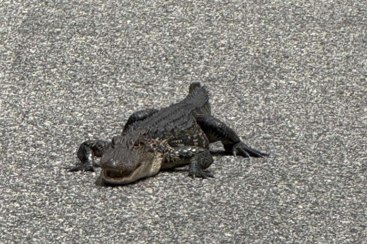 Look: Firefighters find alligator wandering in traffic in South Carolina