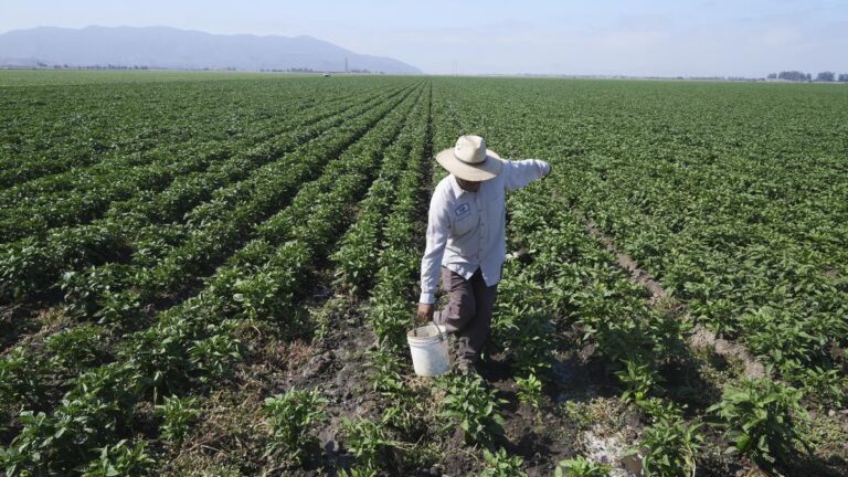 Farm worker dies after U.S. immigration raid in California