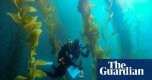 ‘The forgotten forest’: how smashing 5.6m urchins saved a California kelp paradise