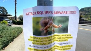 'Almost killed me': Squirrel attacking residents in California town, sending at least 2 to hospital