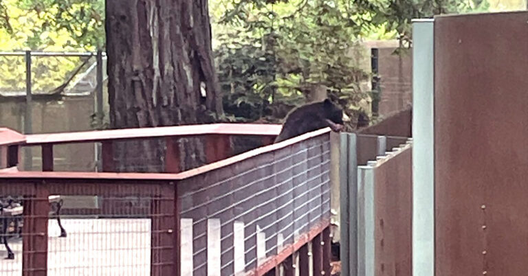 Bear Breaks Into California Zoo to Mingle With Other Bears