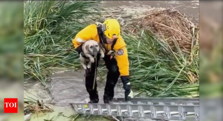 Watch: Puppy gets trapped in California floods; rescued by firefighters