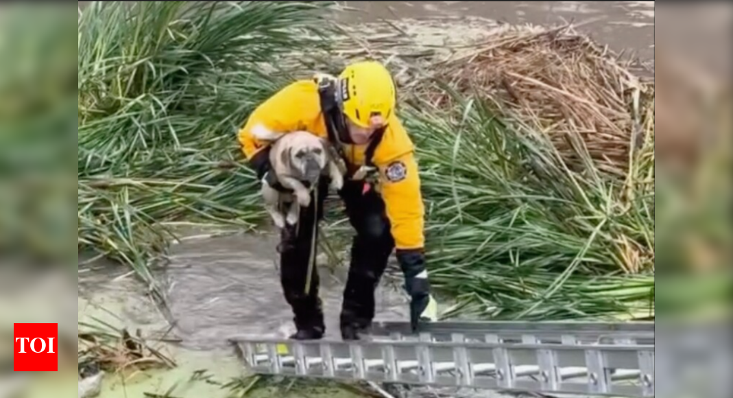 Watch: Puppy gets trapped in California floods; rescued by firefighters
